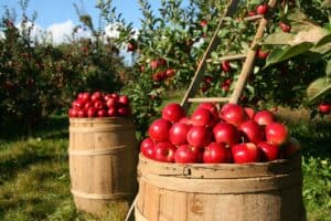 Bright red apples in an orchard, rich in Quercetin for eye health.